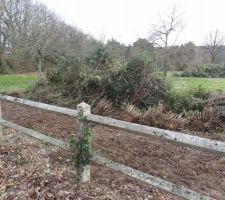 Haie de devant d&eacute;racin&eacute;e