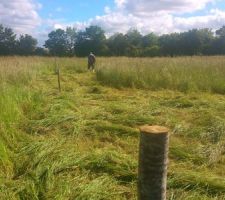 Y avait un peu de taille. Si vous cherchez du foin.....
