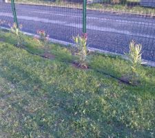 Haie de laurriers roses avec arrosage goutte à goutte