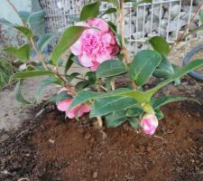 Camelia Debbie