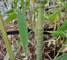 Ca turionne du cote des bambous! Details sur les noeux comprimes du phyllostachys aurea