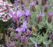 Abeille qui apprecie nos lavandes papillons. Ca fait du bien de rendre un peu a la nature ce qu'on lui a pris avec la construction...