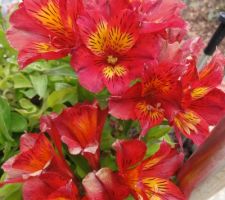 Alstromerias qui fleurit en continue de mai a octobre (a rentrer l'hiver pour proteger du froid... en Alsace, ca ne survit pas sinon). Chez moi, stocke dans le noir du garage et arrose peut etre une fois cet hiver (je l'avais completement zappe mais il a bien survecu!)