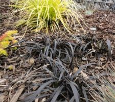 Barbe de serpent 'Nigrescens' Ophiopogon planiscapus (en noir)
Laîche d'Oshima 'Everillo' Carex oshimensis (en jaune/vert clair)