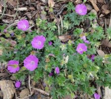 Geranium sauvage