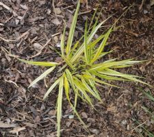 Une nouvelle venue que je cherchais depuis un bail mais jamais trouvee en jardinerie, jusqu'a cette annee! Herbe du Japon - Hakonechloa macra Aureola qui forme des coussins retombant