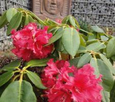 Fin de floraison pour le rhododendron rouge, en arriere plan, fontaine bouddha