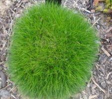 Festuca gautieri