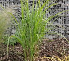 Miscanthus zebrinus strictus (on ne voit pas bien les "rayures" mais il y en a!)