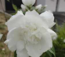 Details de la fleur odorante de l'arbre (encore mini arbustes chez nous) philadelphus virginal