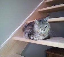 Cocotte le chat !