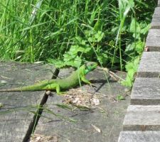 Un peu plus gros que les lézards que l'on voit habituellement grimper sur les murs de pierre ! ;-)