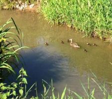 Oh la jolie famille...maman canard et ses 6 canetons :-)