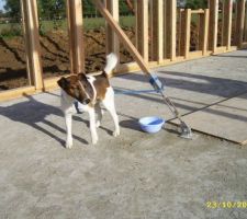 La mascotte du chantier le chien de Mr Gerard