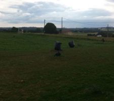 Nous sommes envahis par les mauvaises herbes, surtout le liseron alors on commence à désherber avec un désherbant sélectif. On protège donc les végétaux