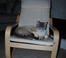 Milo sur son trône