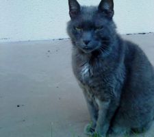 Je vous présente SISMO THE CAT le vrai !