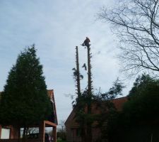 Coupe de deux grands sapins par nos soins