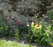 Gaillardes, rosier pierre de ronsard,