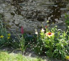 Gaillardes, rosier pierre de ronsard,