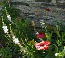 Gaillardes, rosier pierre de ronsard,