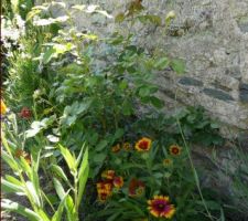 Gaillardes, rosier pierre de ronsard,