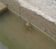 Notre amie la grenouille