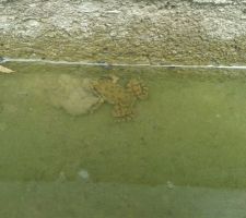 Notre amie la grenouille