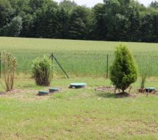 Arbuste et haie plantés en juin 2014