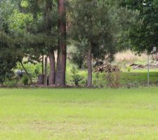 Arbuste et haie plantés en juin 2014