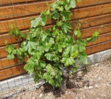 Vignes planté en mai 2014