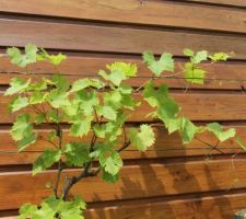 Vignes planté en mai 2014