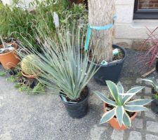 Fête des plantes andel mars 2010