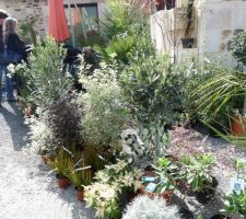 Fête des plantes andel mars 2010