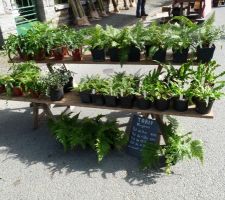 Fête des plantes andel mars 2010