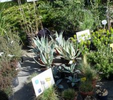 Fête des plantes andel mars 2010