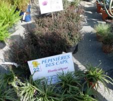 Fête des plantes andel mars 2010