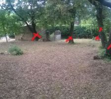 Ch&ecirc;nes verts et blancs &agrave; abattre et d&eacute;rassiner   cabanon