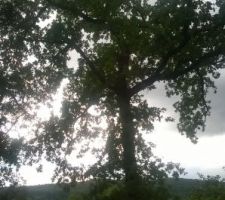 Une id&eacute;e de la grandeur des arbres