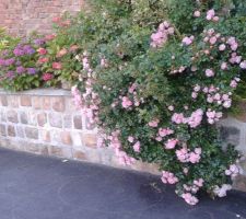 Vieux mur  qui commence à être caché