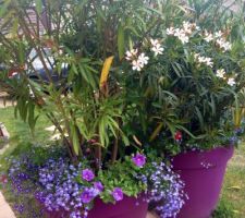 Jardiniere dans mes grands pots