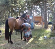 Application du fer brulant sur la corne du sabot