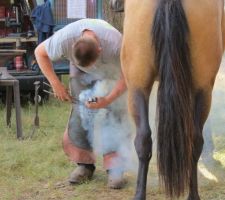 Application du fer brulant sur la corne du sabot