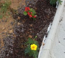 Les fleurs et pierre volcanique