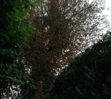 Et enfin le marronnier, centenaire voir plus selon les temoignages des anciens...avec ses 15m de haut et 80cm de diametre, il est plus gigantesque que sur la photo...mais surtout tres mal plac&eacute; dans la ligne edf et surtout va gener la construction ..... dommage!