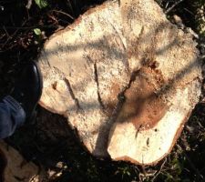 Juste enorme et les racines enormes...