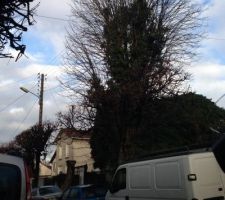 Le marronnier &agrave; demonter