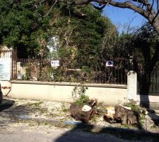 Dommage c etait un bel arbre...