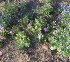 La jachère fleurie du potager commence à avoir de l'allure