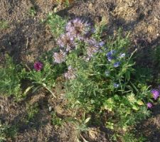 La jachère fleurie du potager commence à avoir de l'allure